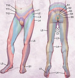 Illustration of human nerve pathways, sciatica